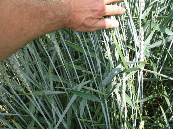 Fungicidný systém Cayunis® 1,0 l/ha (BBCH 37) → Prosaro® 250 EC 0,75 l/ha (BBCH 61–65) priniesol úrodu 10 t/ha, tj. +25,3 % oproti neošetrenej kontrole 